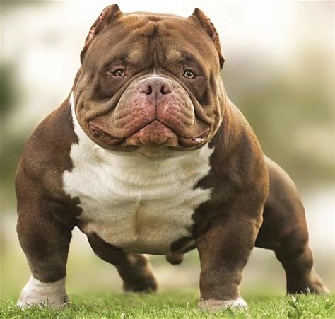 Exotic Bully: What You Need To Know Before Buying Your Pup .